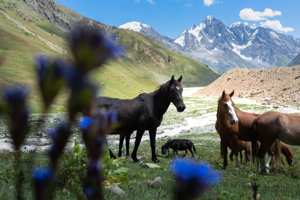 Herd of horses on the Pakora Pass trek from Naltar to Ishkoman Valley in Gilgit-Baltistan, Pakistan