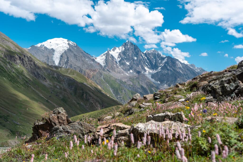 Wildflowers all over Pakora Pass (AKA Naltar Pass) in Gilgit-Baltistan, Pakistan